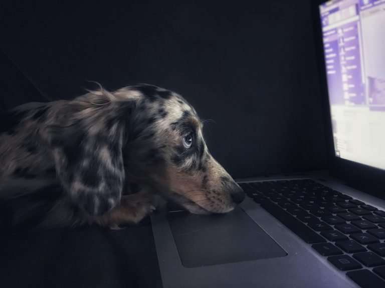 Perro mirando pantalla ordenador portátil