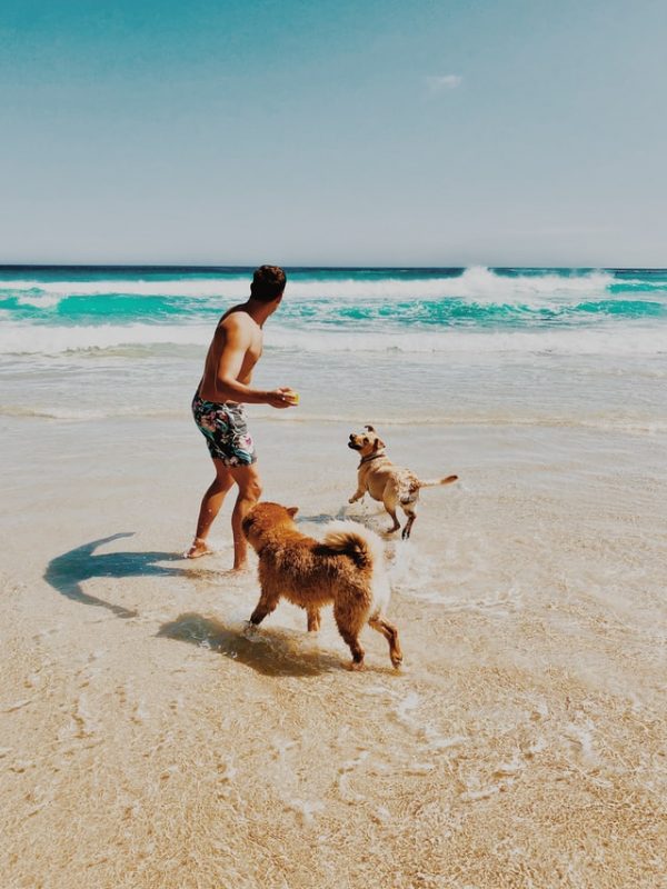 Perros en forma en la playa