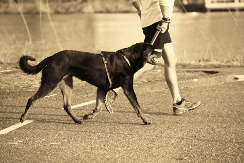 perro haciendo ejercicio mientras dueño lleva correa